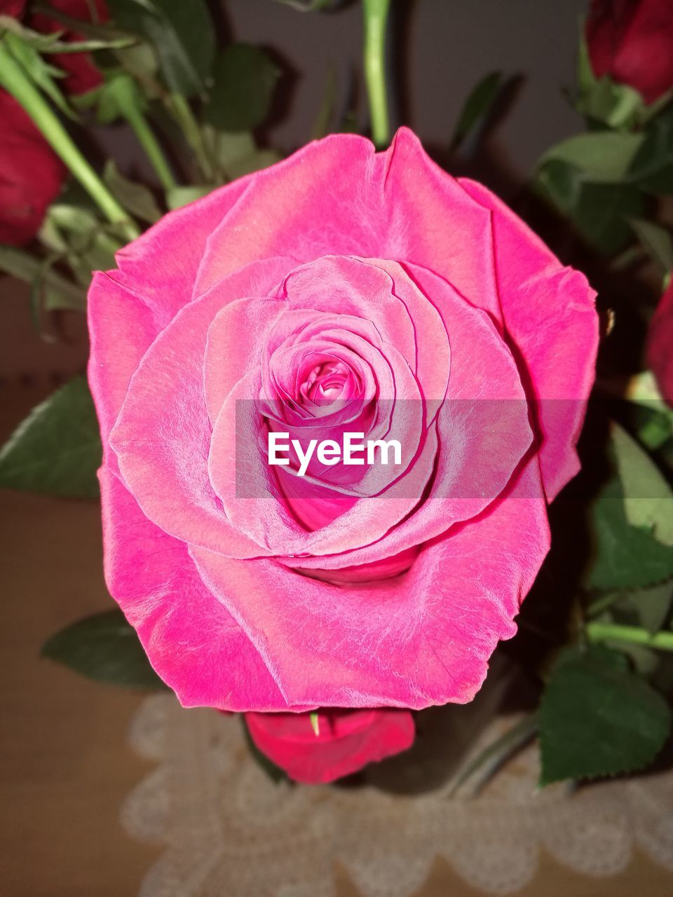 CLOSE-UP OF ROSE BLOOMING OUTDOORS