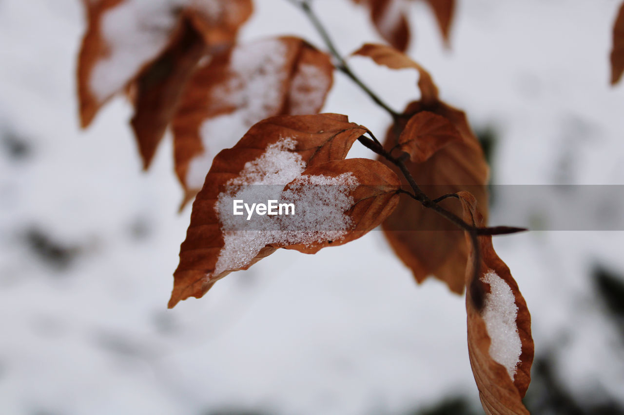 CLOSE-UP OF DRY LEAF ON SNOW COVERED PLANT DURING AUTUMN