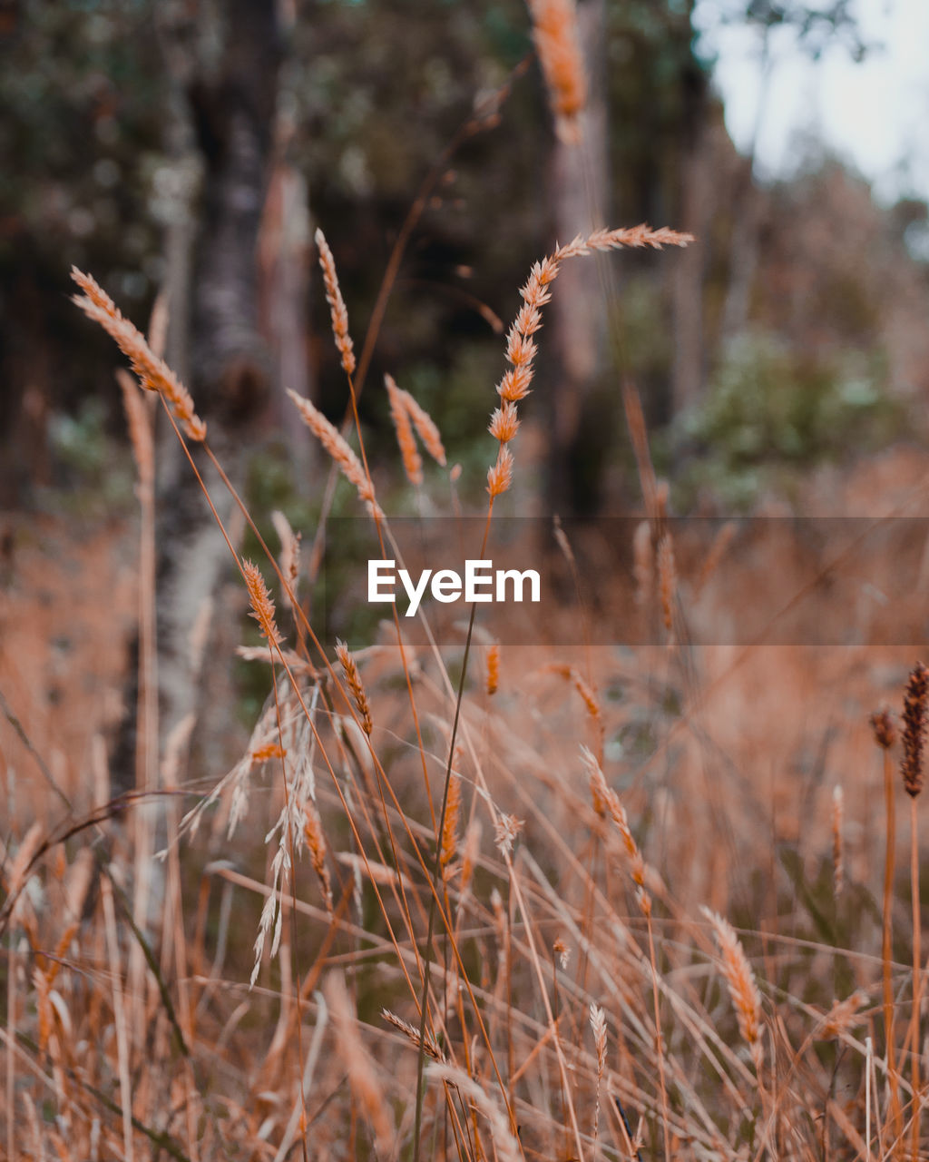 Close-up of dry plants on field