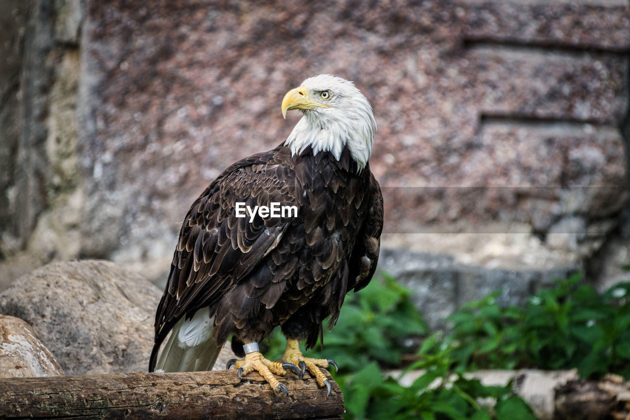 CLOSE-UP OF A BIRD