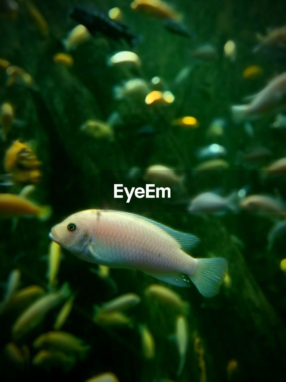 CLOSE-UP OF FISH SWIMMING IN WATER