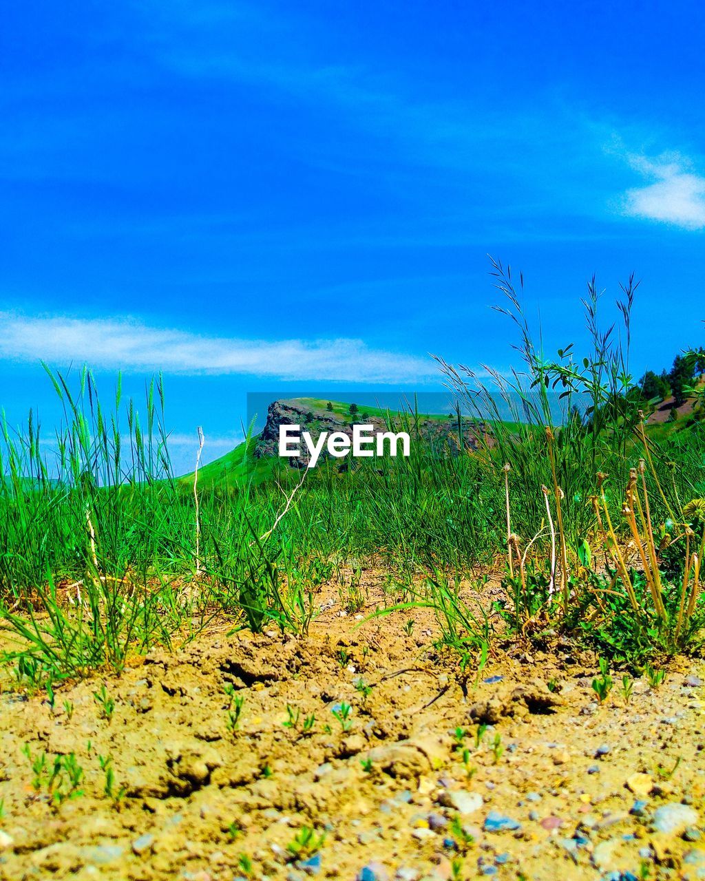 PLANTS GROWING ON FIELD