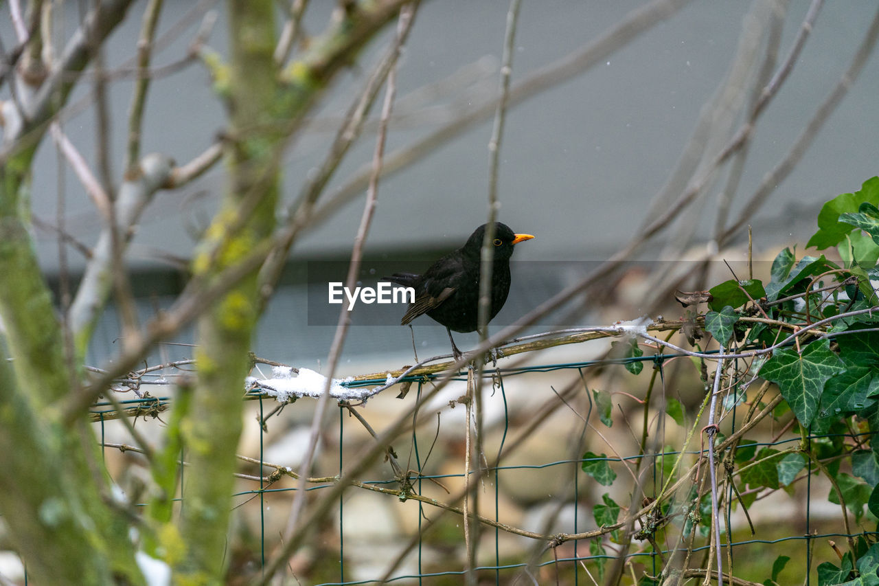 BIRD PERCHING ON A PLANT