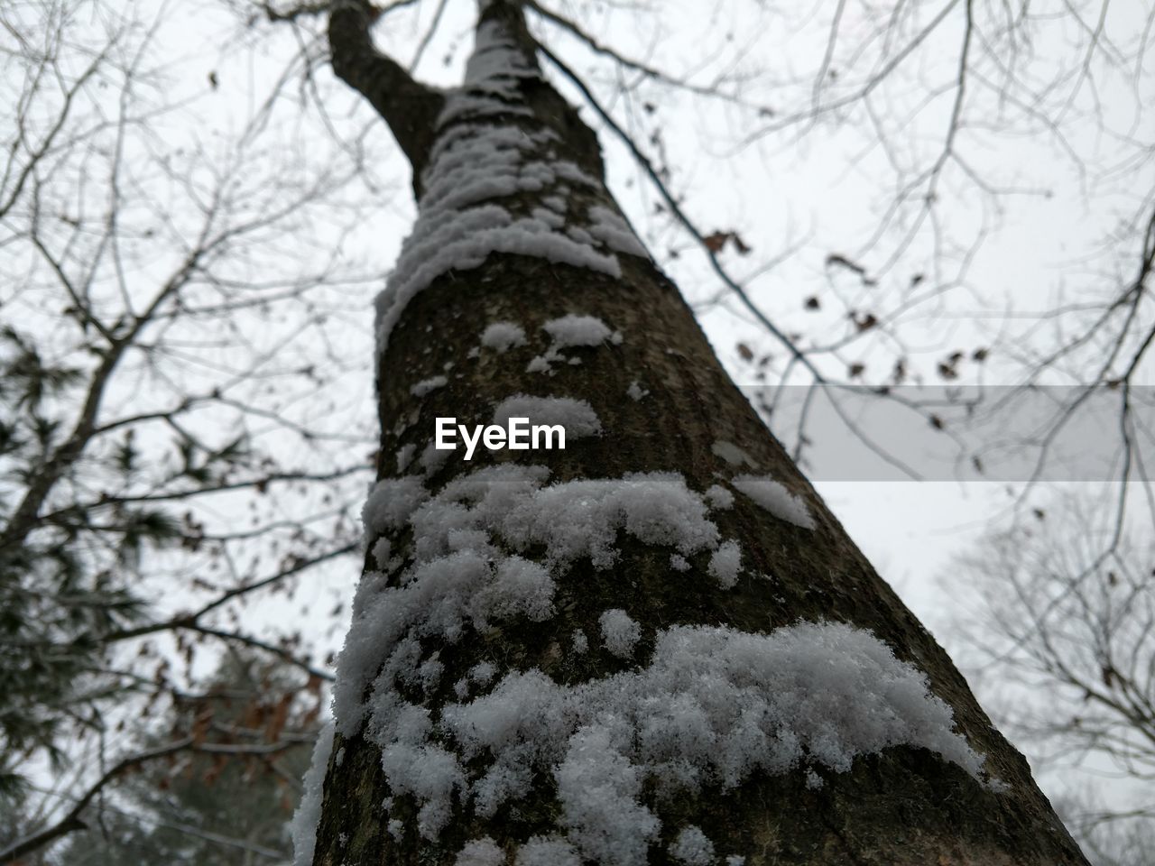 LOW ANGLE VIEW OF SNOW ON TREE TRUNK