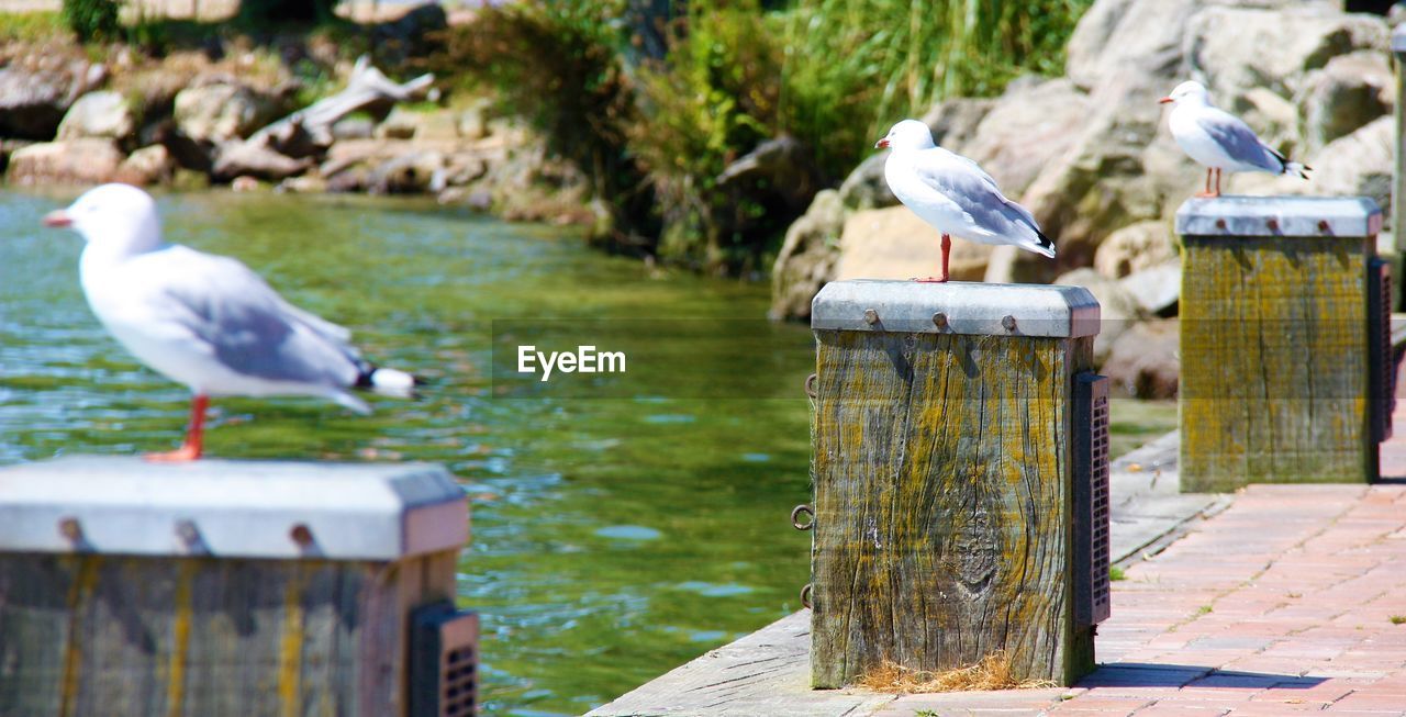 Seagull perching on wooden post