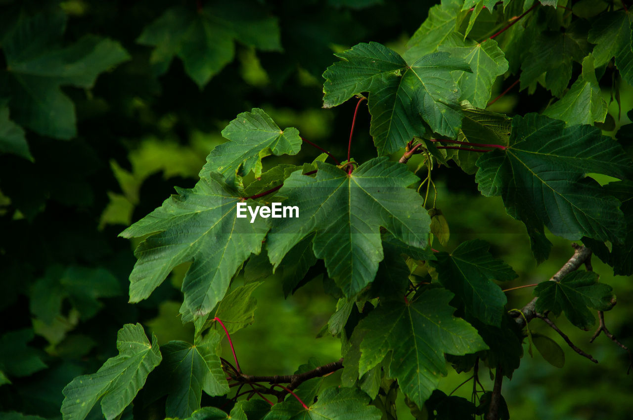 Close-up of plants