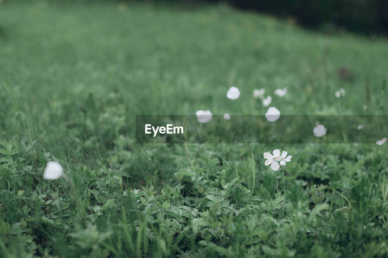 CLOSE-UP OF WHITE FLOWERS ON FIELD