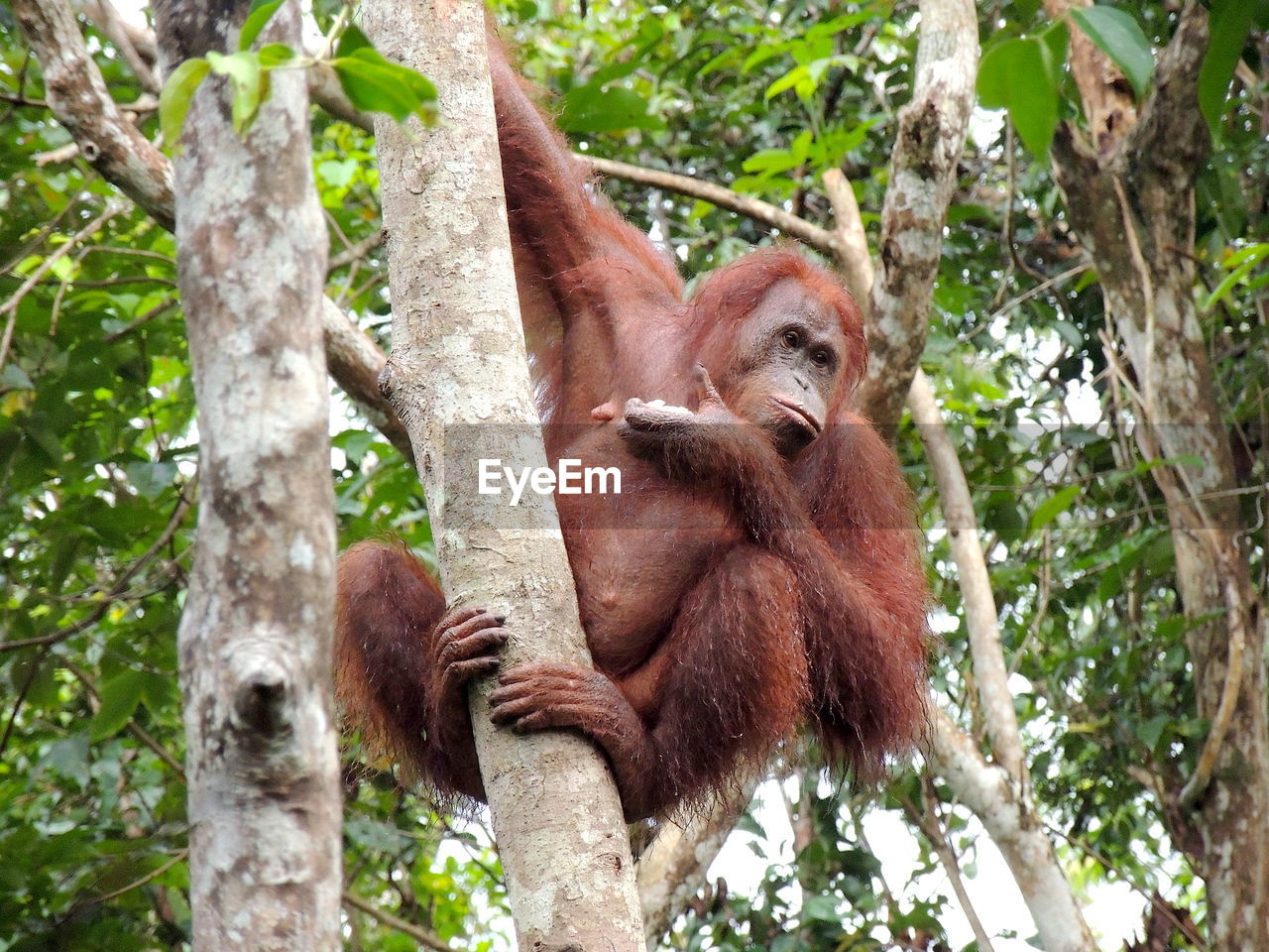 Low angle view of an orangutan monkey primate on tree in forest of the indonesian borneo island