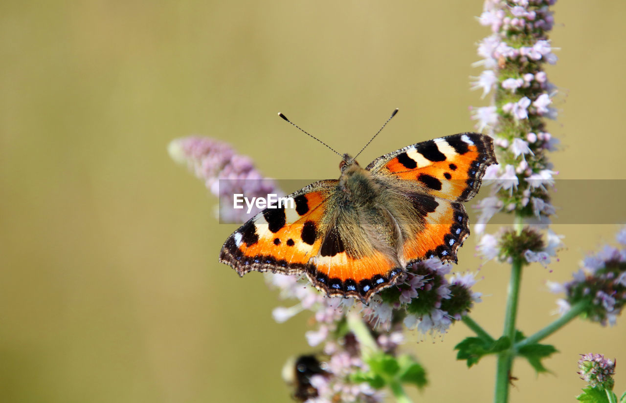 CLOSE-UP OF BUTTERFLY POLLINATING FLOWER