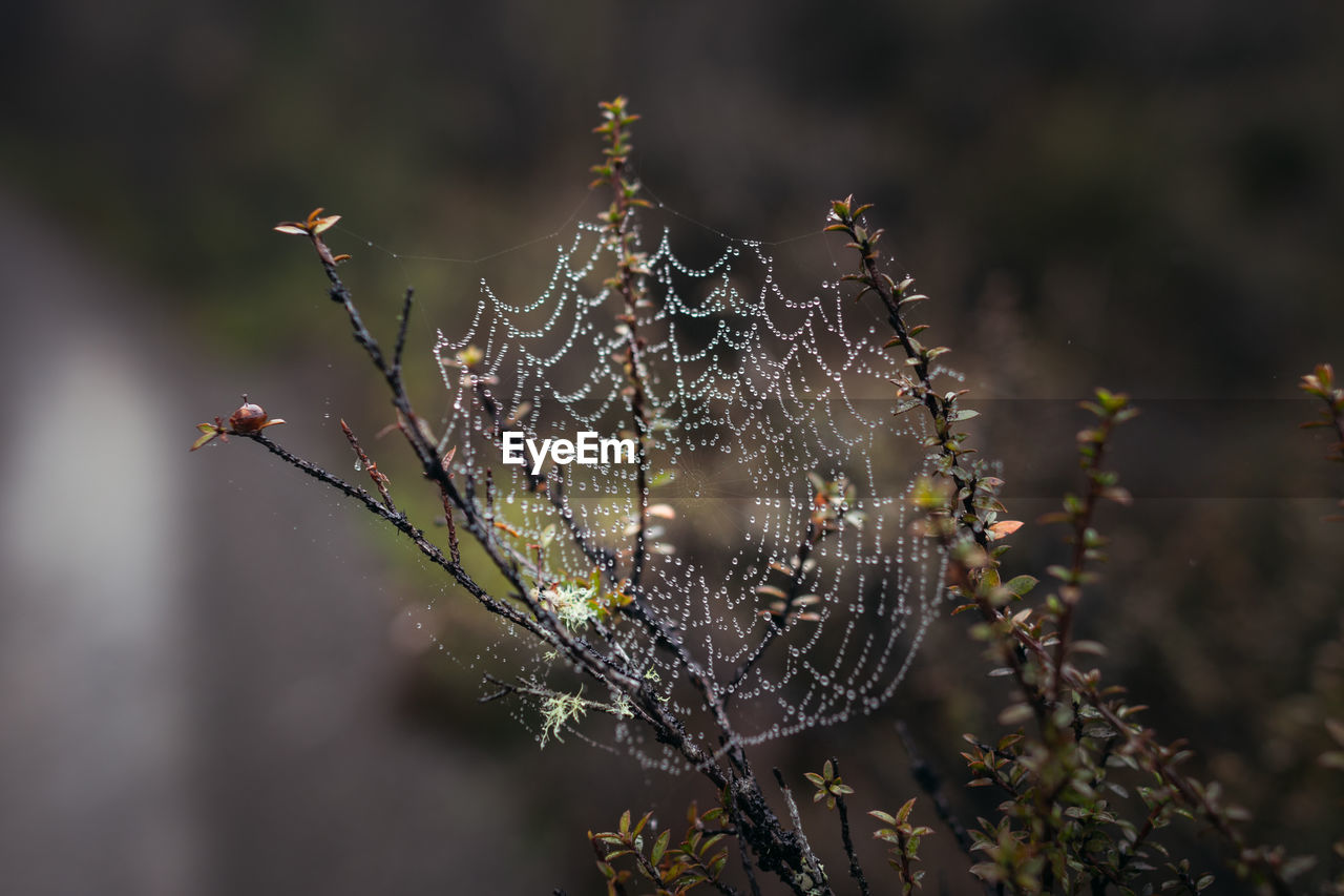 CLOSE-UP OF SPIDER ON WEB OUTDOORS