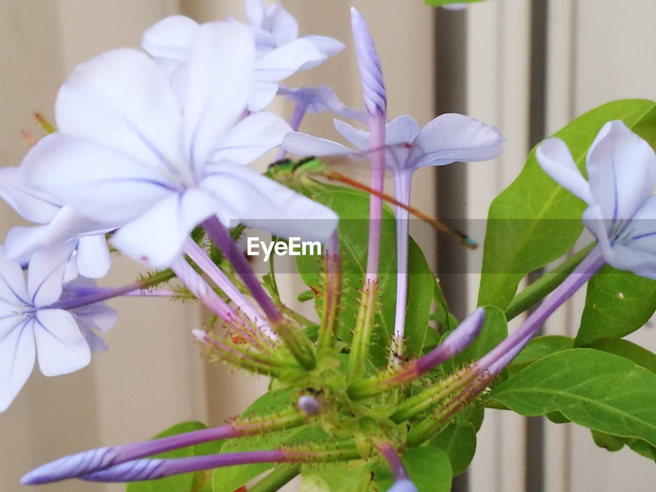 CLOSE-UP OF FLOWERS BLOOMING