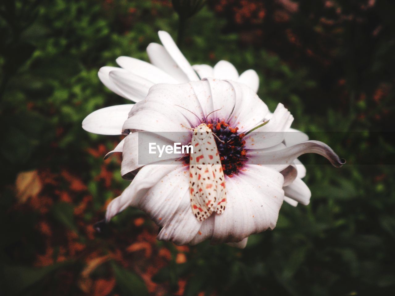 Close-up of white flower blooming outdoors