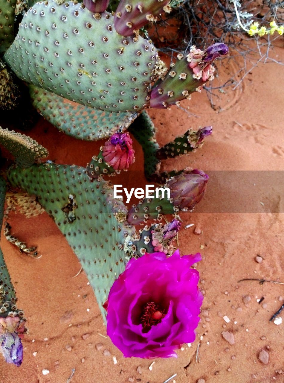 HIGH ANGLE VIEW OF MULTI COLORED CACTUS FLOWER