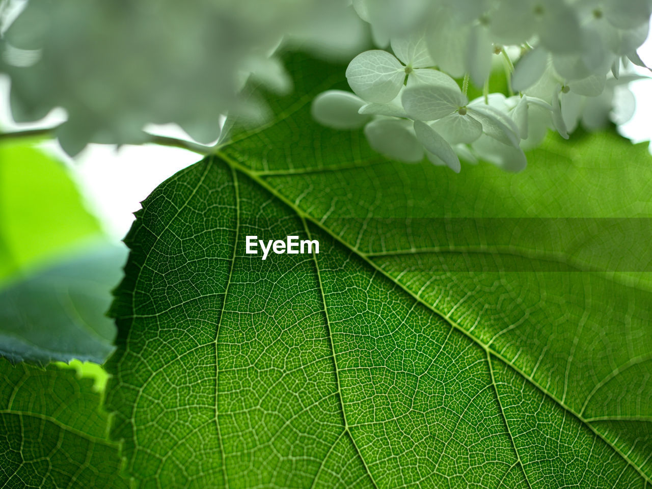 CLOSE-UP OF FRESH GREEN LEAVES OF PLANT