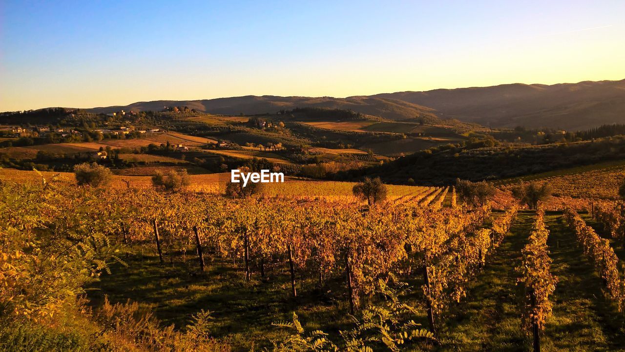 Scenic view of vineyard against sky