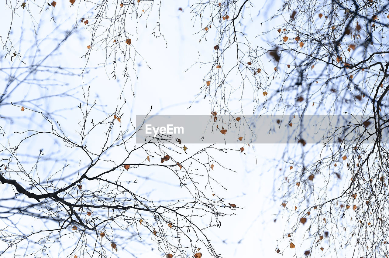 LOW ANGLE VIEW OF BARE TREE AGAINST SKY