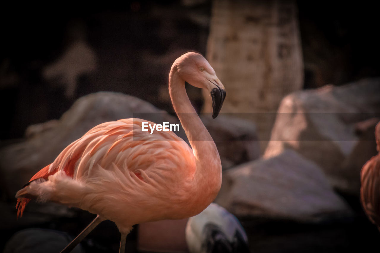 CLOSE-UP OF BIRD