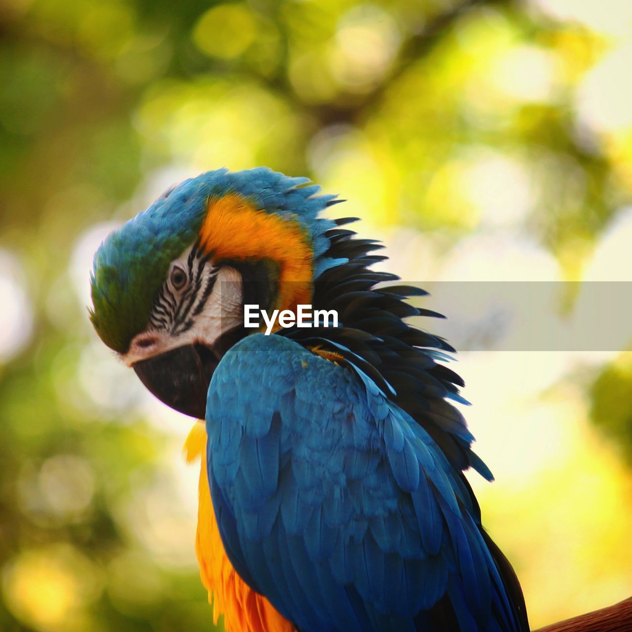 animal themes, bird, animal, pet, animal wildlife, parrot, beak, one animal, wildlife, multi colored, yellow, blue, nature, animal body part, beauty in nature, gold and blue macaw, close-up, feather, outdoors, focus on foreground, no people, tree, forest, vibrant color