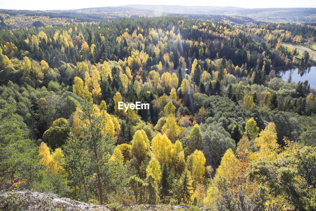 Scenic view of pine trees in forest against sky