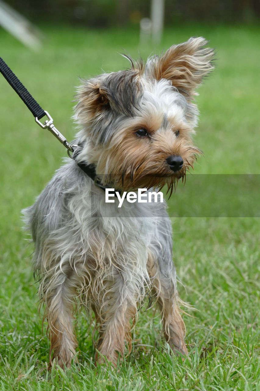 Yorkshireterrier puppy leashed against green grass