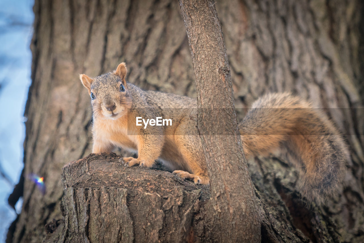 Squirrel in tree