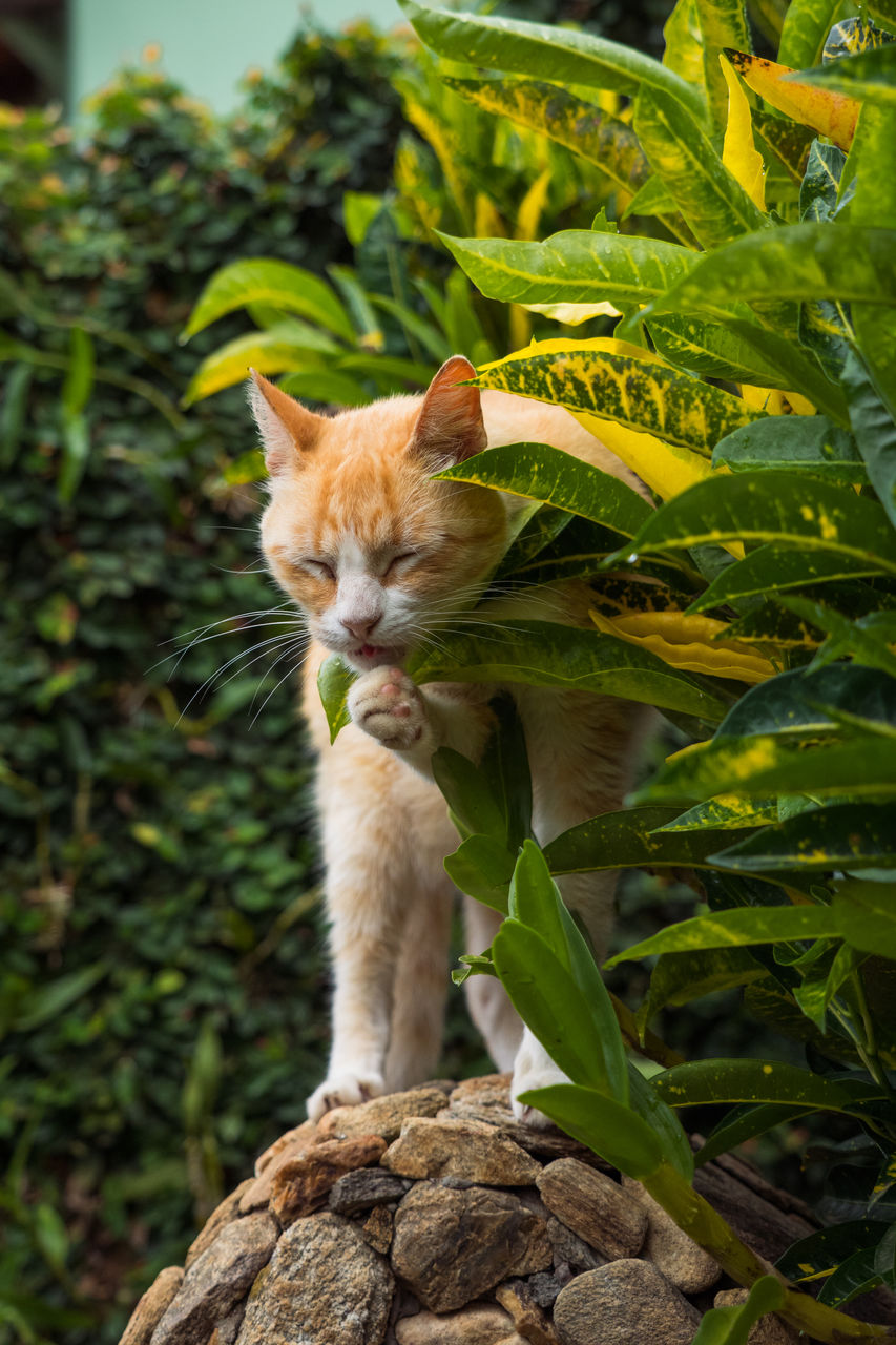CAT STANDING IN A PLANT