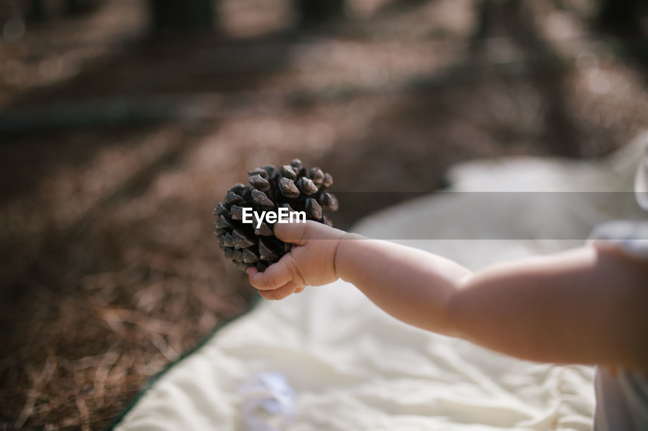 Midsection of baby holding pine cone