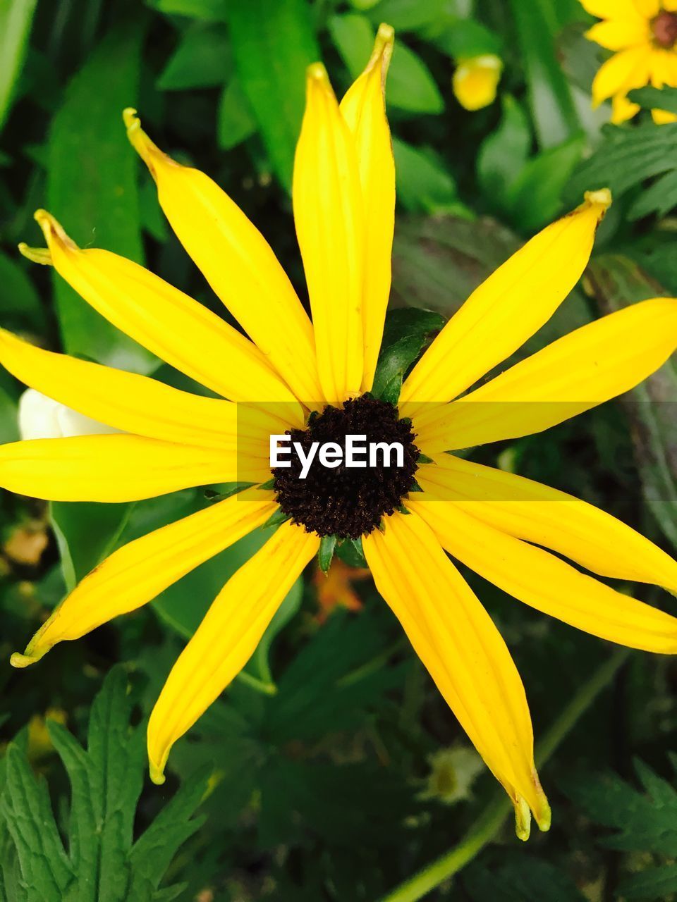 CLOSE-UP OF YELLOW DAISY BLOOMING IN PARK