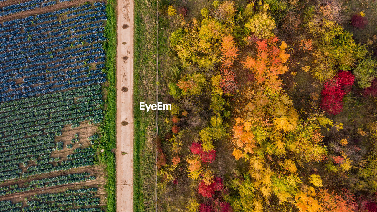 HIGH ANGLE VIEW OF FLOWERING PLANTS ON LAND