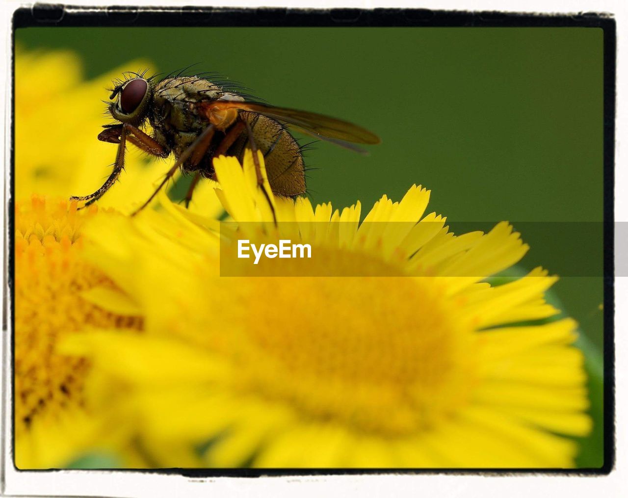 CLOSE-UP OF INSECT POLLINATING FLOWER