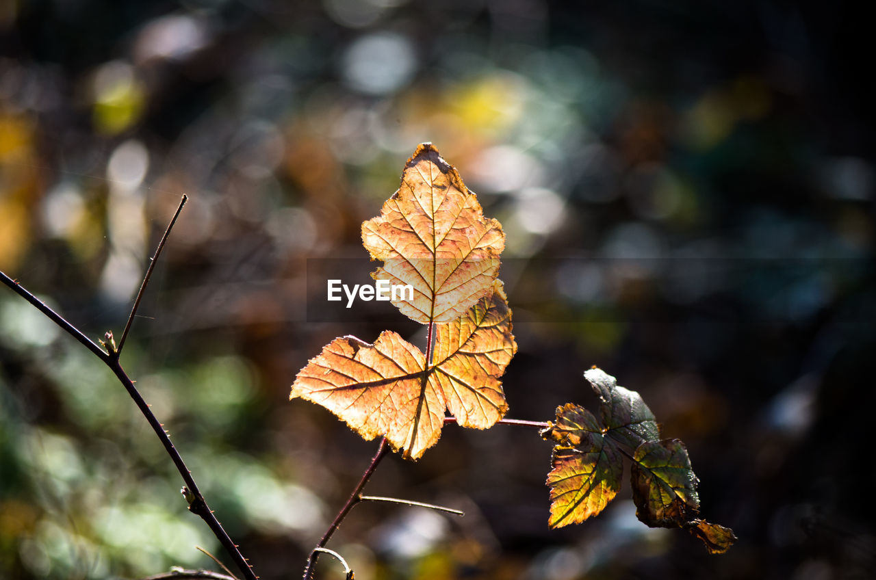 CLOSE-UP OF DRY MAPLE LEAF OUTDOORS