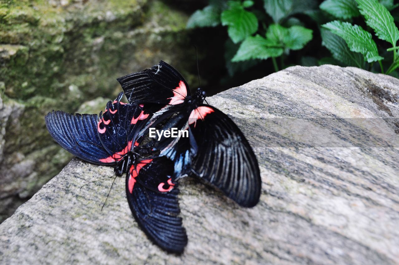 CLOSE-UP OF BUTTERFLY ON LEAVES