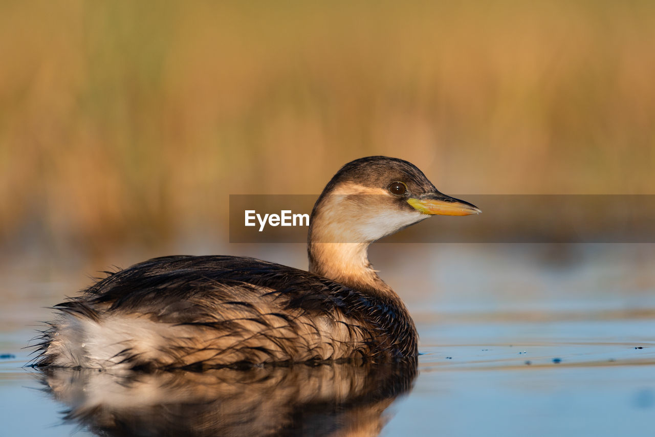 Close-up of a bird