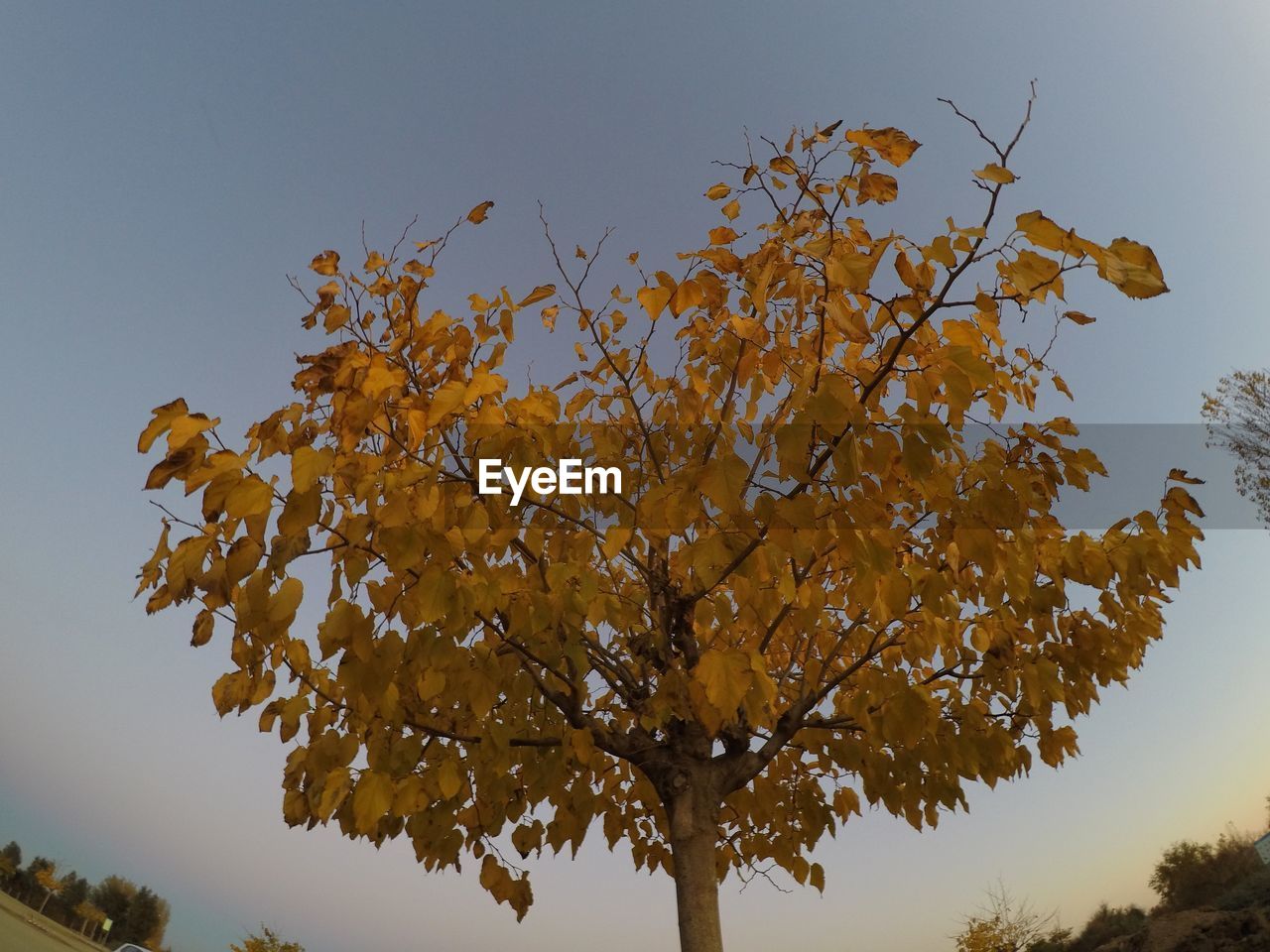 CLOSE-UP OF TREE AGAINST CLEAR SKY