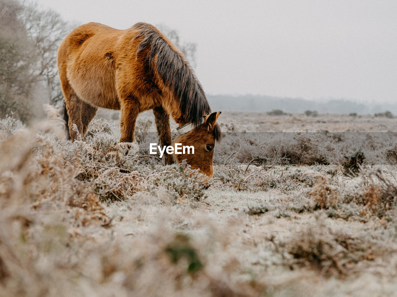 Horse grazing in frosty field in winter