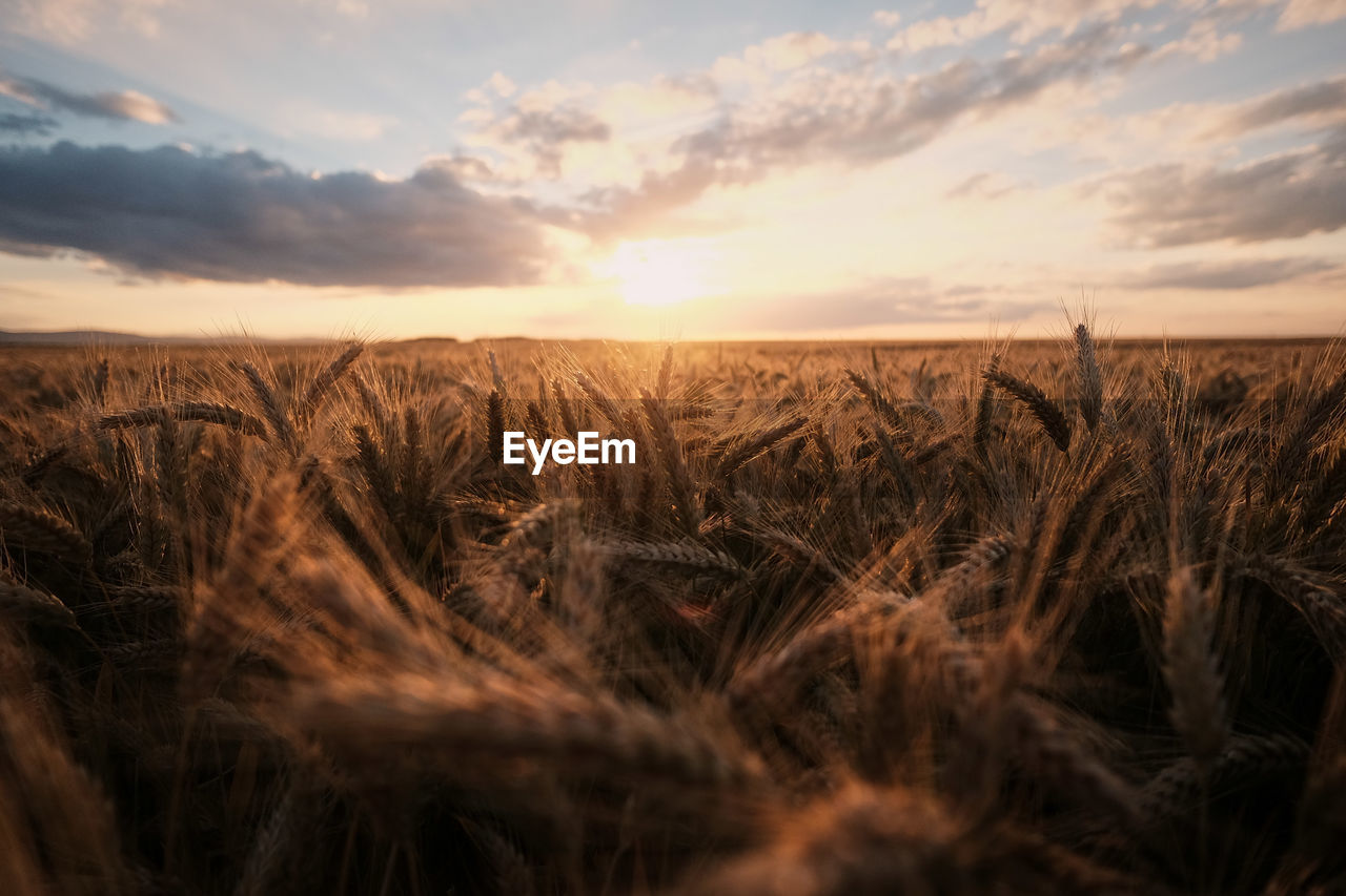 Scenic view of field against sky during sunset