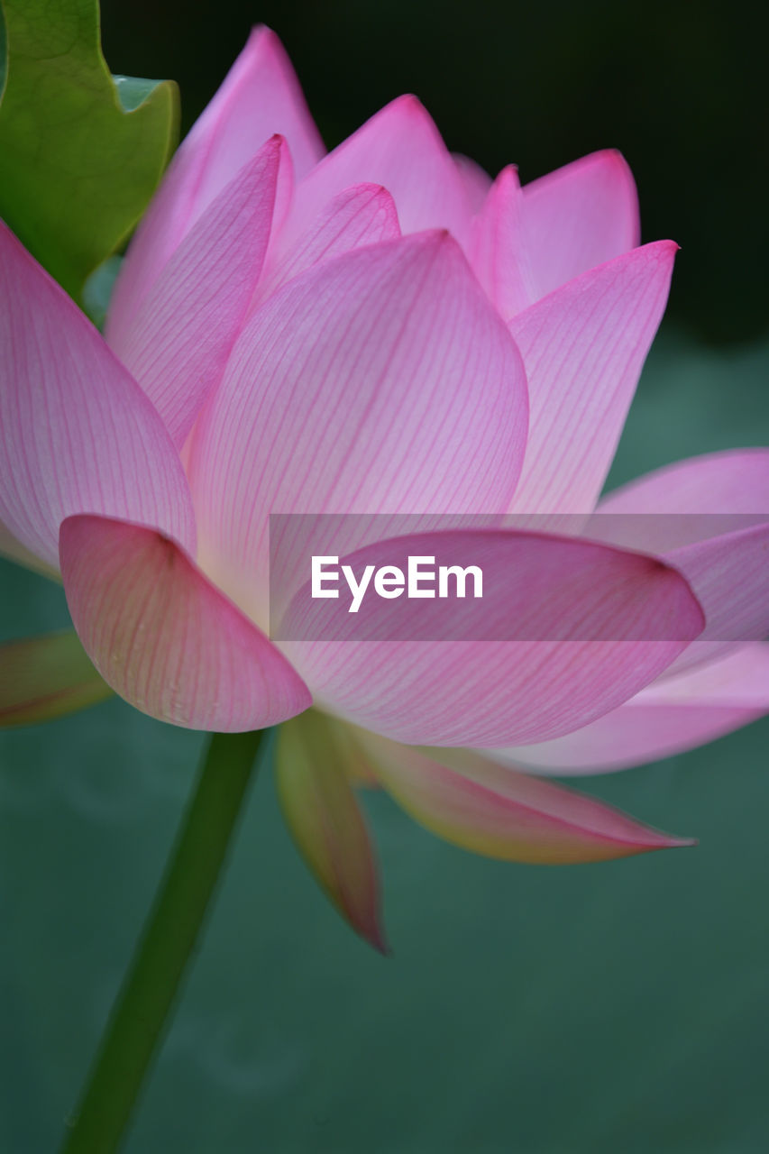 flower, aquatic plant, flowering plant, plant, freshness, pink, beauty in nature, proteales, water lily, petal, close-up, lotus water lily, fragility, inflorescence, flower head, pond, leaf, nature, lily, plant part, no people, water, growth, macro photography, plant stem, outdoors, springtime, green, blossom, focus on foreground