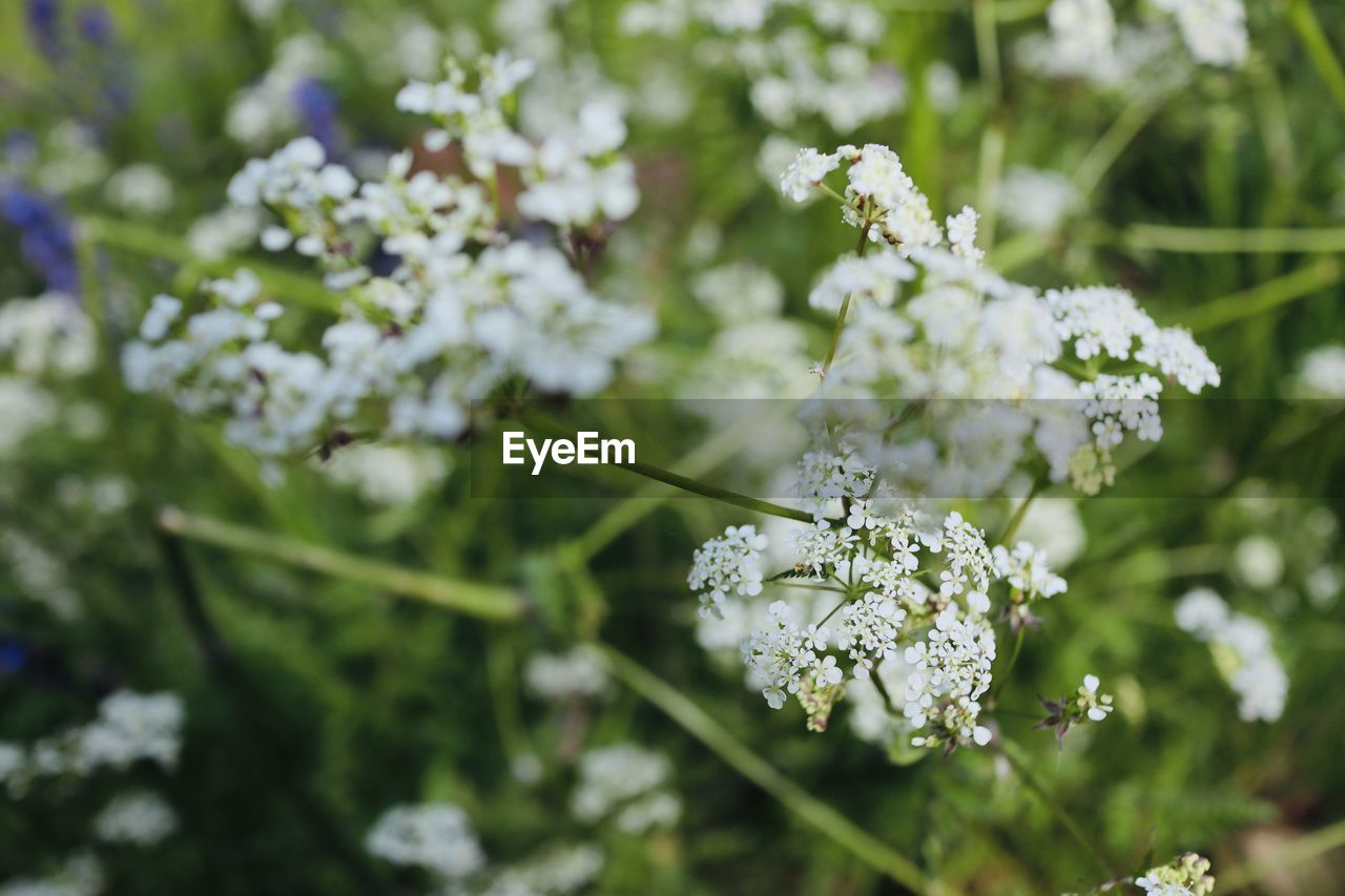 CLOSE-UP OF FLOWERING PLANT