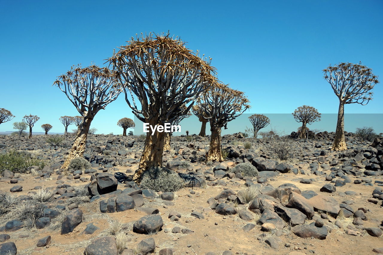 Bare trees on desert against blue sky