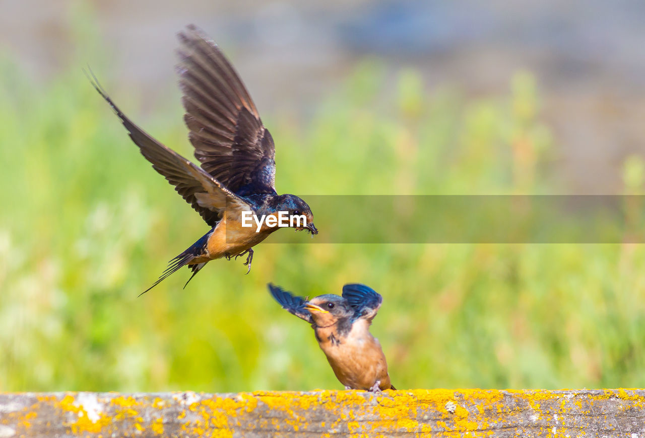 CLOSE-UP OF BIRD FLYING OVER BLURRED BACKGROUND