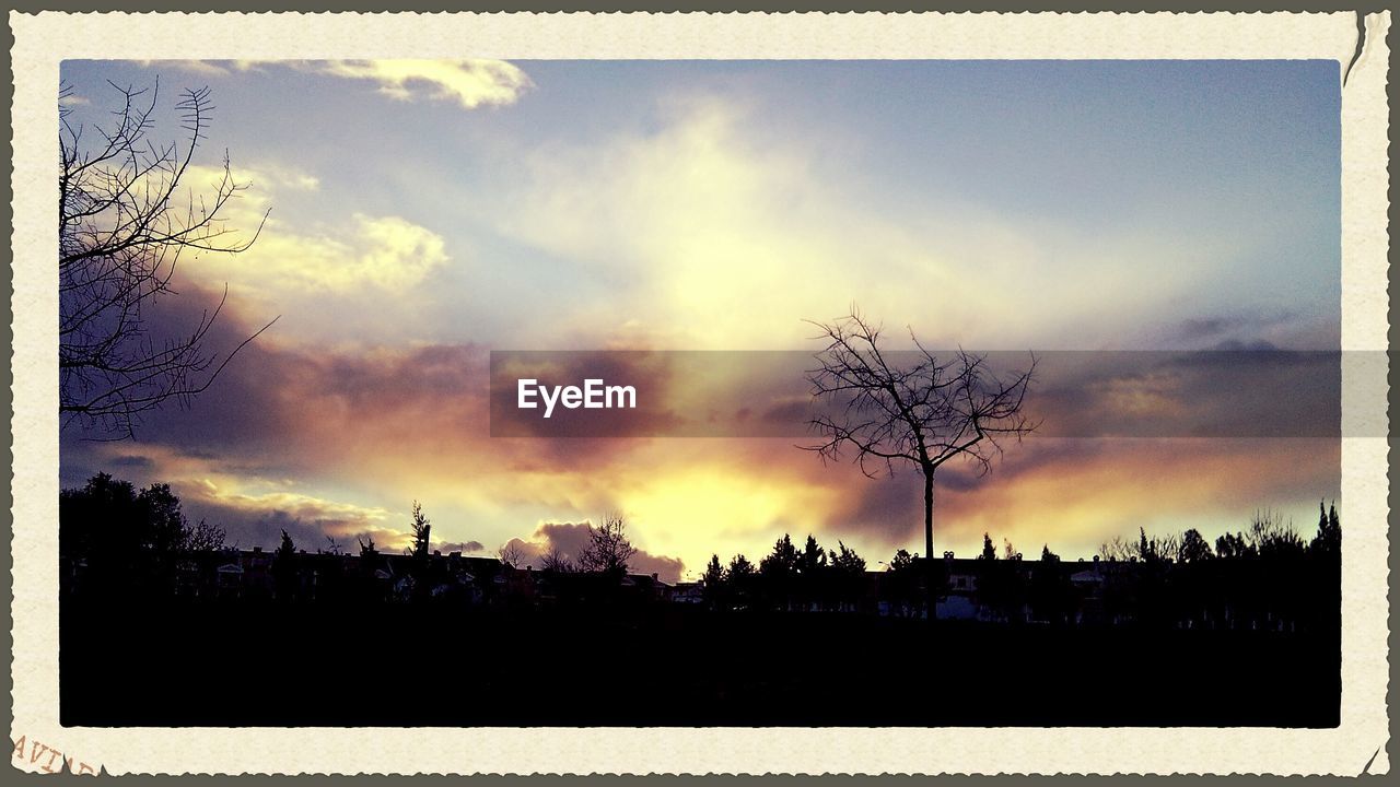 SILHOUETTE OF TREES AGAINST CLOUDY SKY