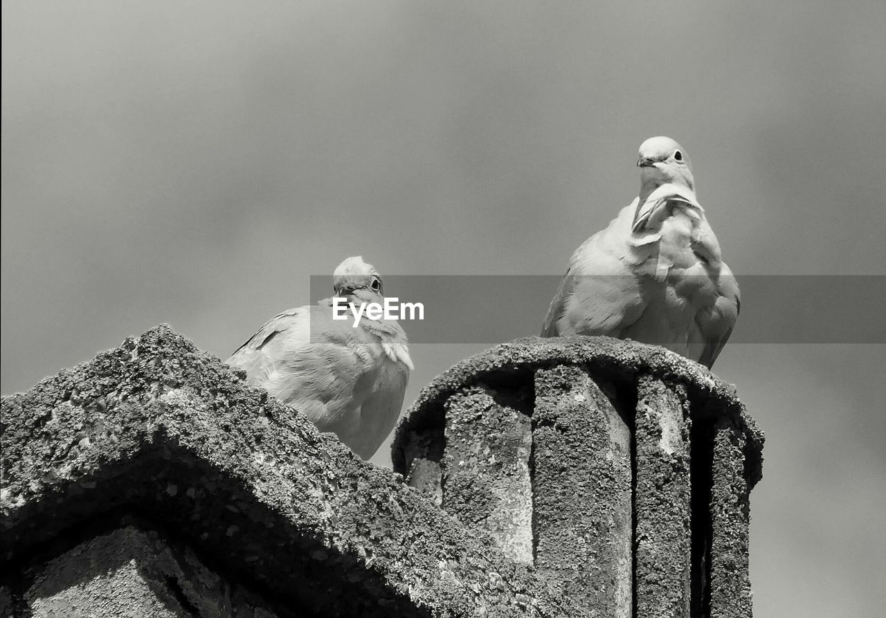 SEAGULL PERCHING ON ROOF