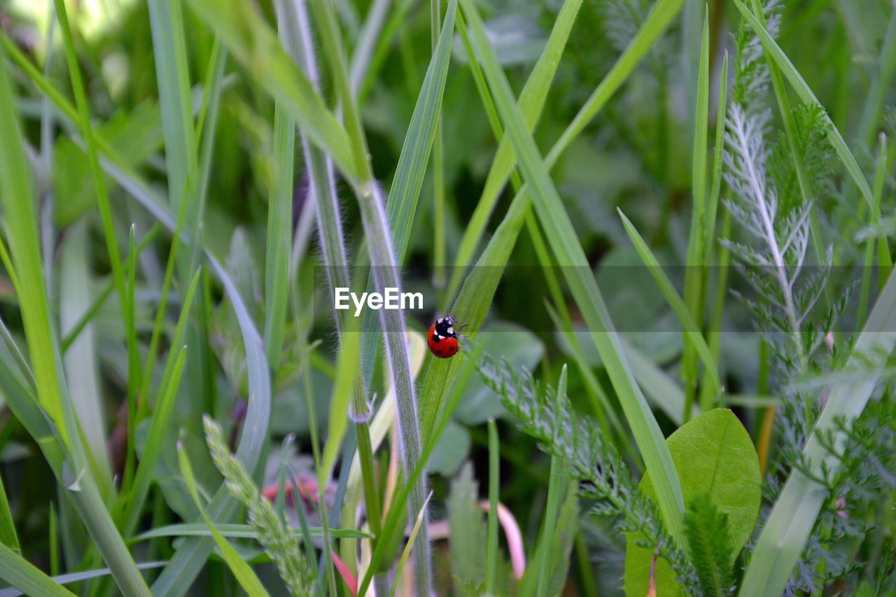 CLOSE-UP OF LADYBUG ON LEAF