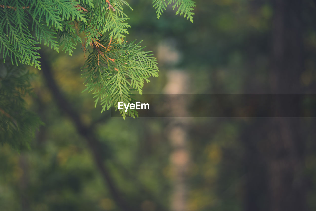 CLOSE-UP OF PINE TREE IN FOREST