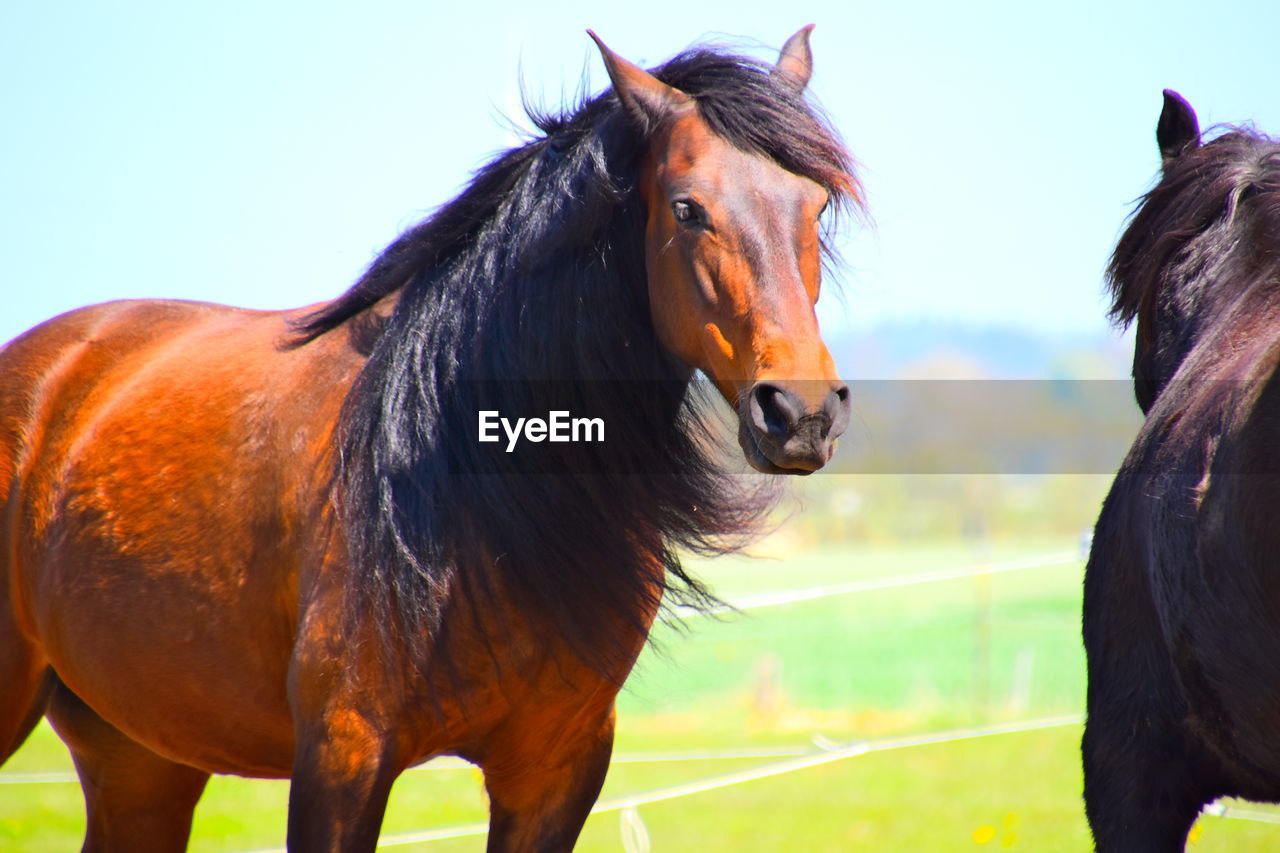 HORSES IN THE FIELD