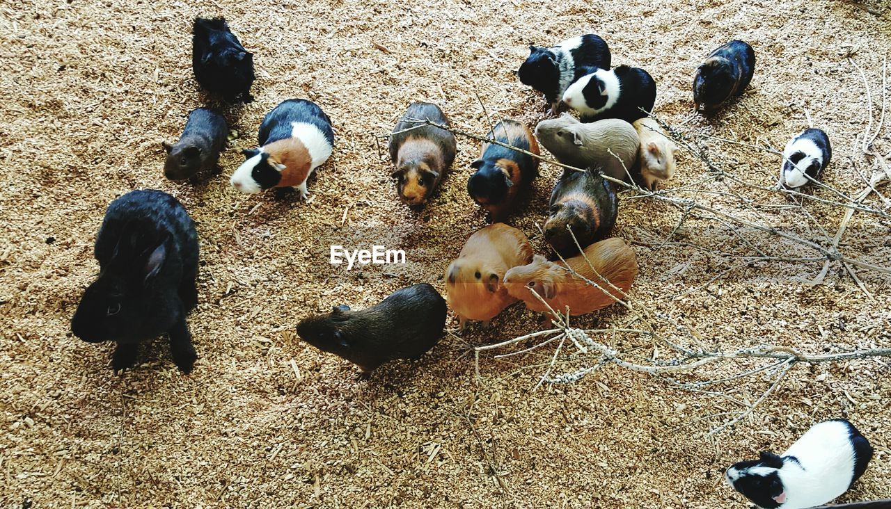 animal themes, group of animals, animal, domestic, vertebrate, pets, mammal, high angle view, domestic animals, large group of animals, day, land, nature, young animal, field, livestock, no people, bird, animal wildlife, outdoors