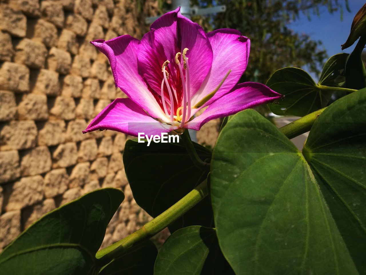 CLOSE-UP OF PINK FLOWER