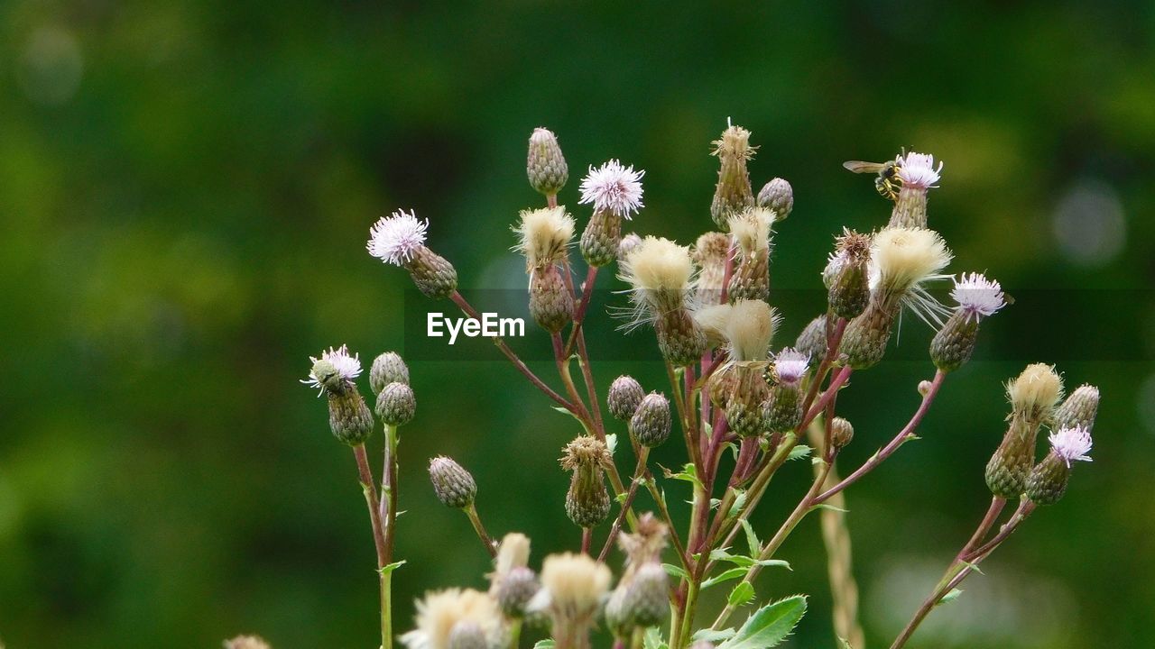 Close-up of white flowering plant on field