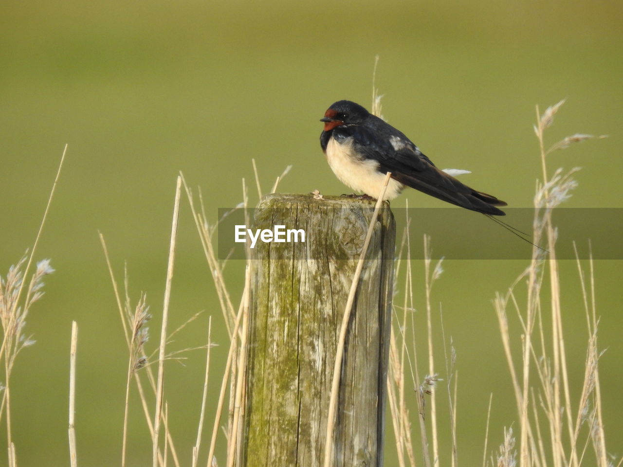 Bird perching on wooden pole