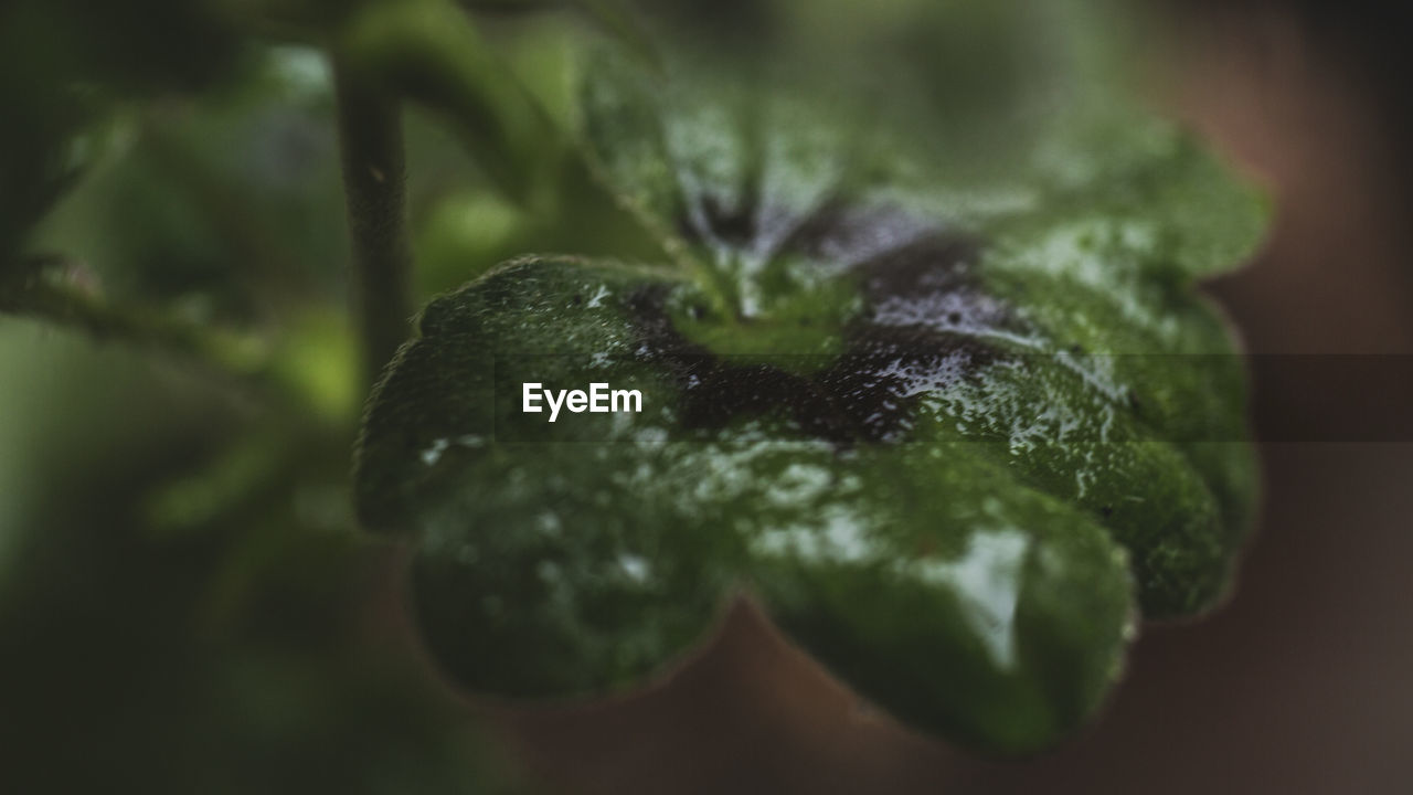 CLOSE-UP OF GREEN LEAF